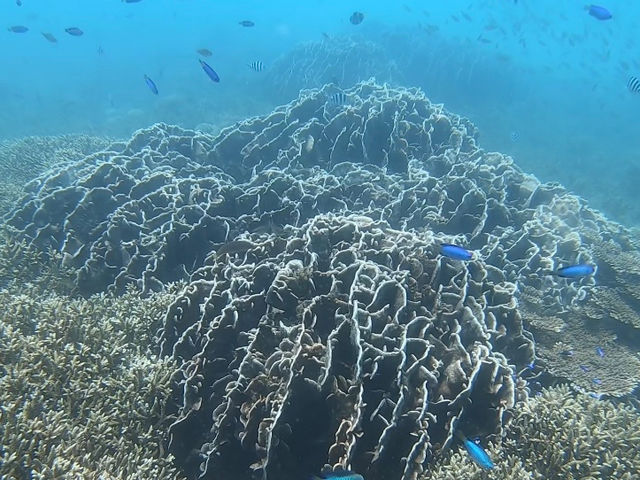ソラスズメダイと枝珊瑚、シコロ珊瑚、テーブル珊瑚。Neon damselfish and few different types of corals._竜串観光振興会 マリンクラブジョイ