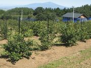 月山高原 鈴木農園の写真4