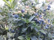BlueberryFarmかわさとの写真4