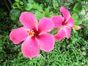 石垣の塩の写真4