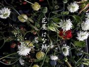 花屋はな輔の写真2