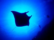 MOANA ダイビングカレッジ石垣島の写真3