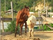 みつば牧場の写真2