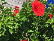 White Bearの写真4