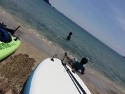 White Bearの写真2