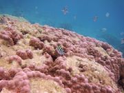 ヤマハタマリンサービスあまんの写真2