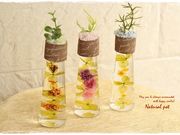 natural potの写真2