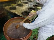 紅葉屋本舗の写真2