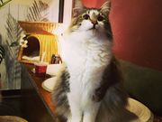 猫茶の写真2