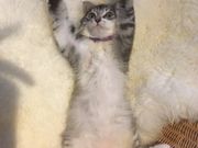 猫茶の写真4