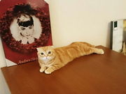 PIATTの写真4
