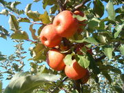 柴本農園の写真2