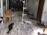 犬カフェ 猫カフェ はちゅう類カフェ アニマルカフェMILKの写真4