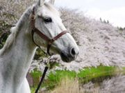 ゼンライディングクラブの写真3