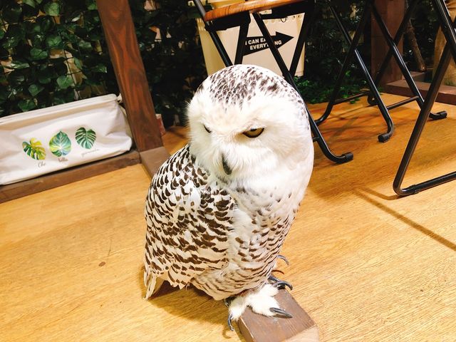 ふくろうカフェFUKU
