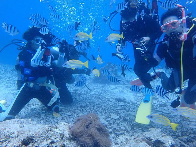 海の中にはカラフルな生き物がいっぱい☆_AQCIA divehouse