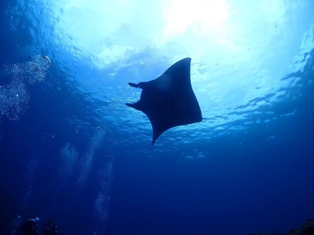 マンタの中には1ルームくらいの大きさのものもいるんですっ!_AQCIA divehouse