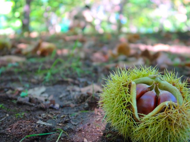 まる八 いけだ農園
