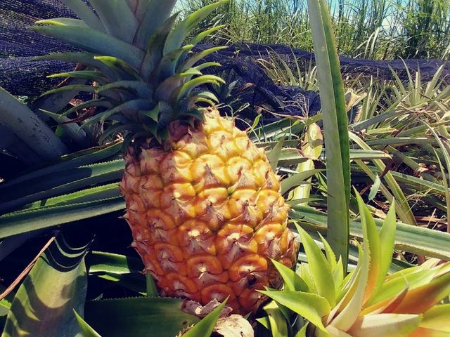 夢の扉 楽園王国