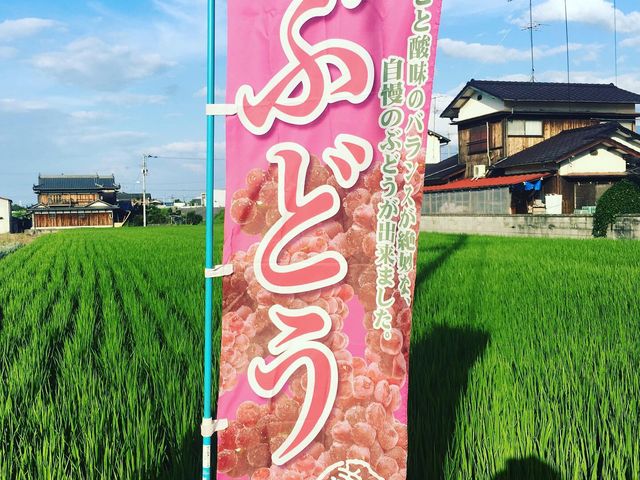 直売所の目の前は田んぼです。_戸田果樹園