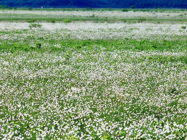 霧多布湿原ナショナルトラスト
