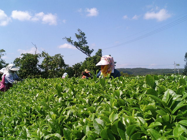 山城紅茶 Cafe CHA-EN