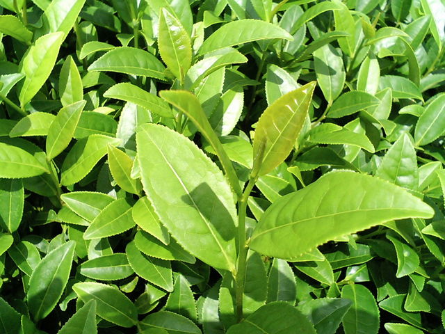 山城紅茶 Cafe CHA-EN