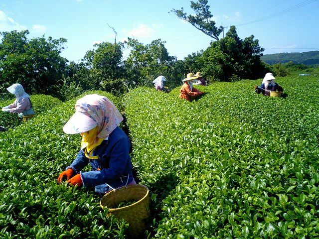 山城紅茶 Cafe CHA-EN
