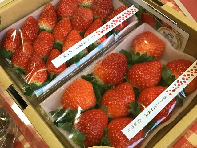 摘みたていちご販売中!お土産にいかがですか?_森ファームサービス