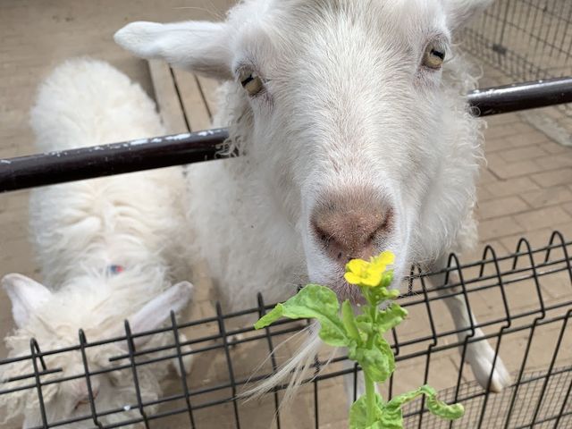 小学生以下のお子さまには動物エサやり体験(1カップ)プレゼント!_森ファームサービス