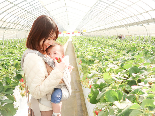 高設栽培なので、抱っこしてても摘み取りしやすい!_森ファームサービス