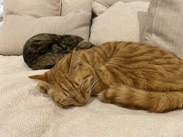 カピバラふれあいと里親募集型ねこカフェ「カピねこカフェ」