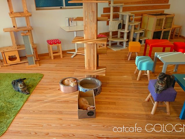 猫カフェ ごろーにゃ