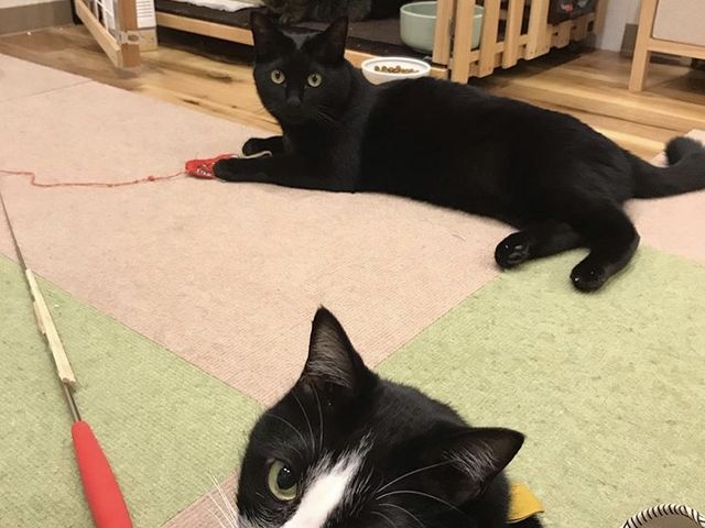 譲渡型保護猫カフェ CAT HOME GARDEN