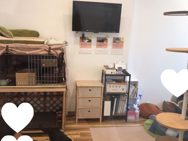 譲渡型保護猫カフェ CAT HOME GARDEN