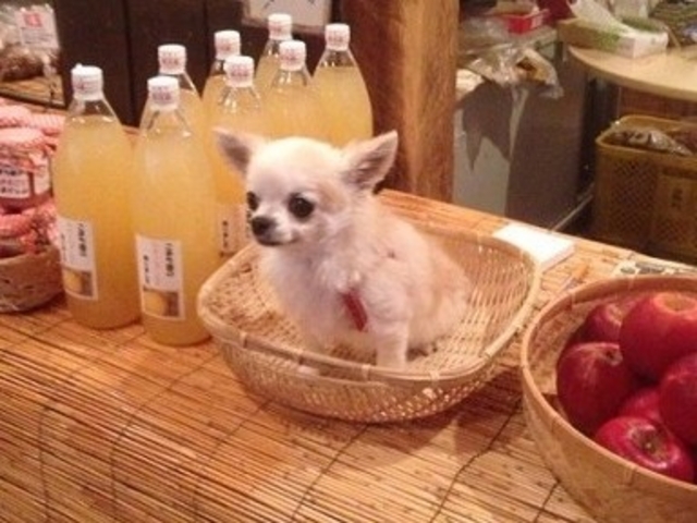 こまち園