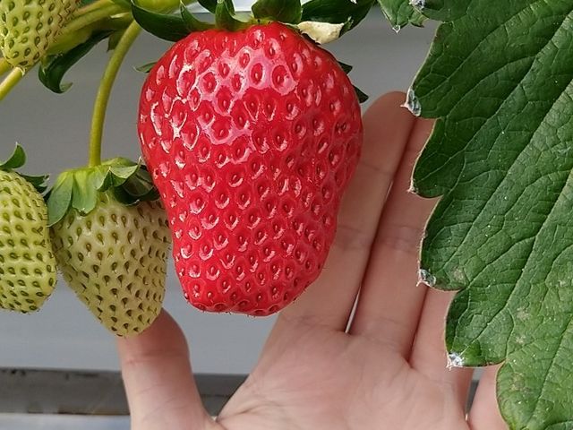 大粒の紅ほっぺ【織姫】_岸田の畑
