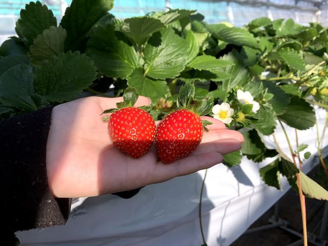 Yokohama Very Berry