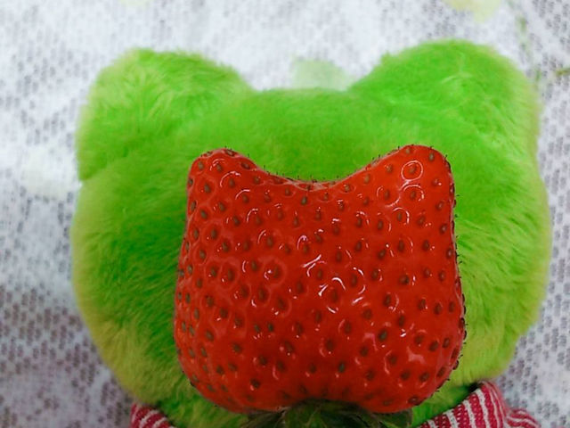 おもしろい形のいちご_ひだまり農園