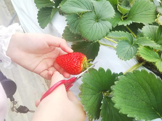 あきちゃん農園