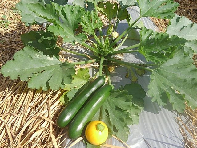 (株)花谷農園