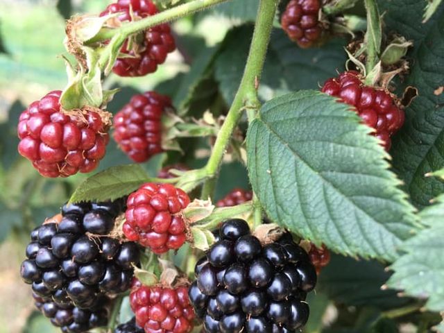 ブラックベリーも畑で栽培。時期が合えば、食べてみてね。_落合ブルーベリー園