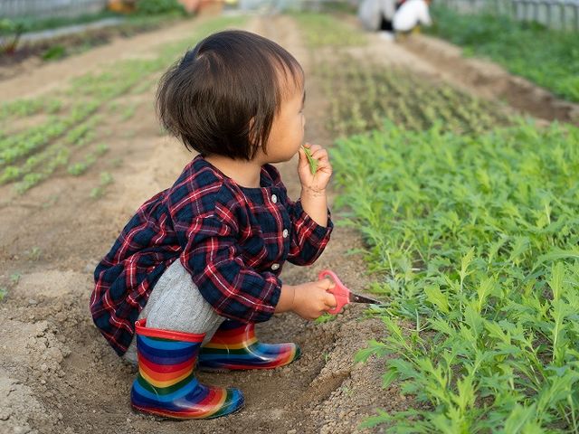 ちょっと、味見しています。美味しいかな?_Vegefulport