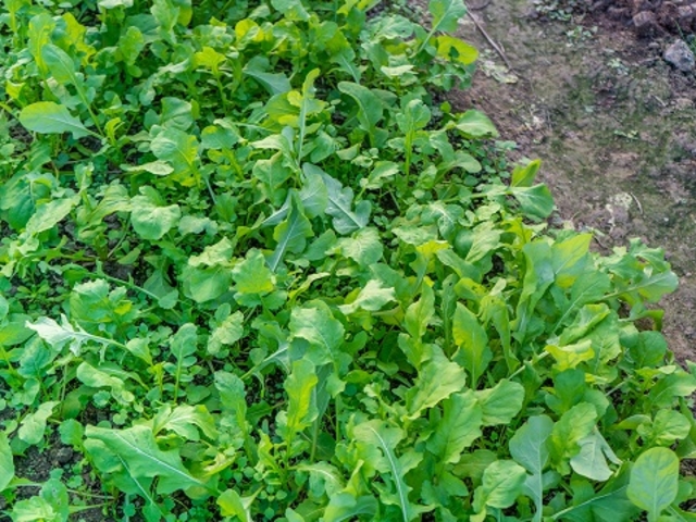 ルッコラのあります。_Vegefulport