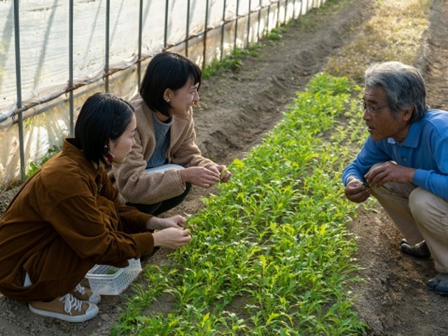 ハーブ西洋野菜の説明と質疑の受付中_Vegefulport
