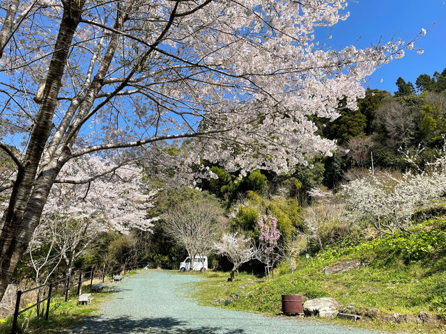 桜も美しいので、春は貸切でお花見BBQもできちゃいます。_ふれあいの里なめかわ