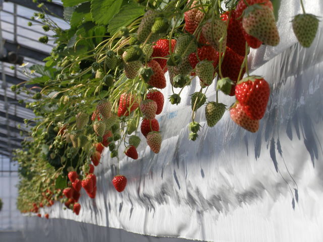 AGRI WAYS