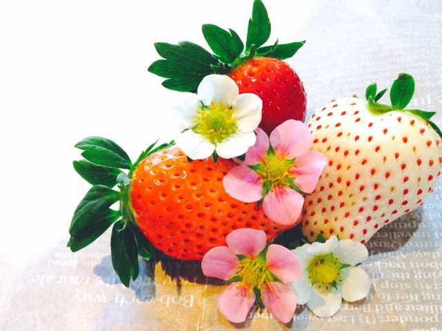 藤代いちご園