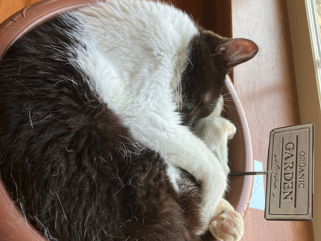 アンモニャイトなハクくん_保護猫カフェtormenta