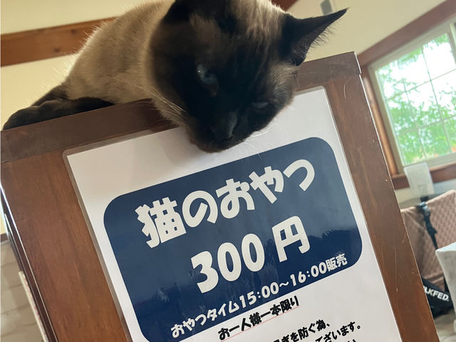 おやつをねだるネムくん_保護猫カフェtormenta